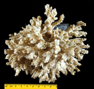 Image of Thick corymbose bush coral