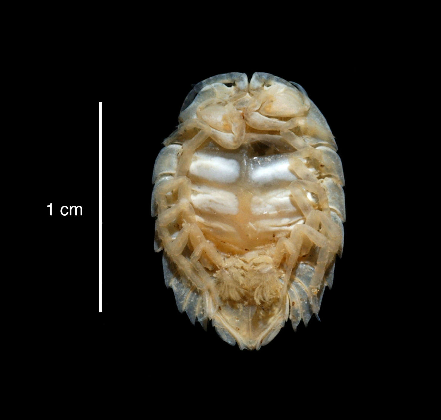 صورة Septemserolis septemcarinata (Miers 1875)