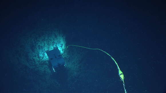 Image of shingled tree coral