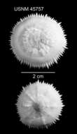 Image of Stephanocyathus (Stephanocyathus) paliferus Cairns 1977