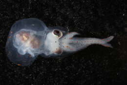 Image of Macrotritopus Grimpe 1922