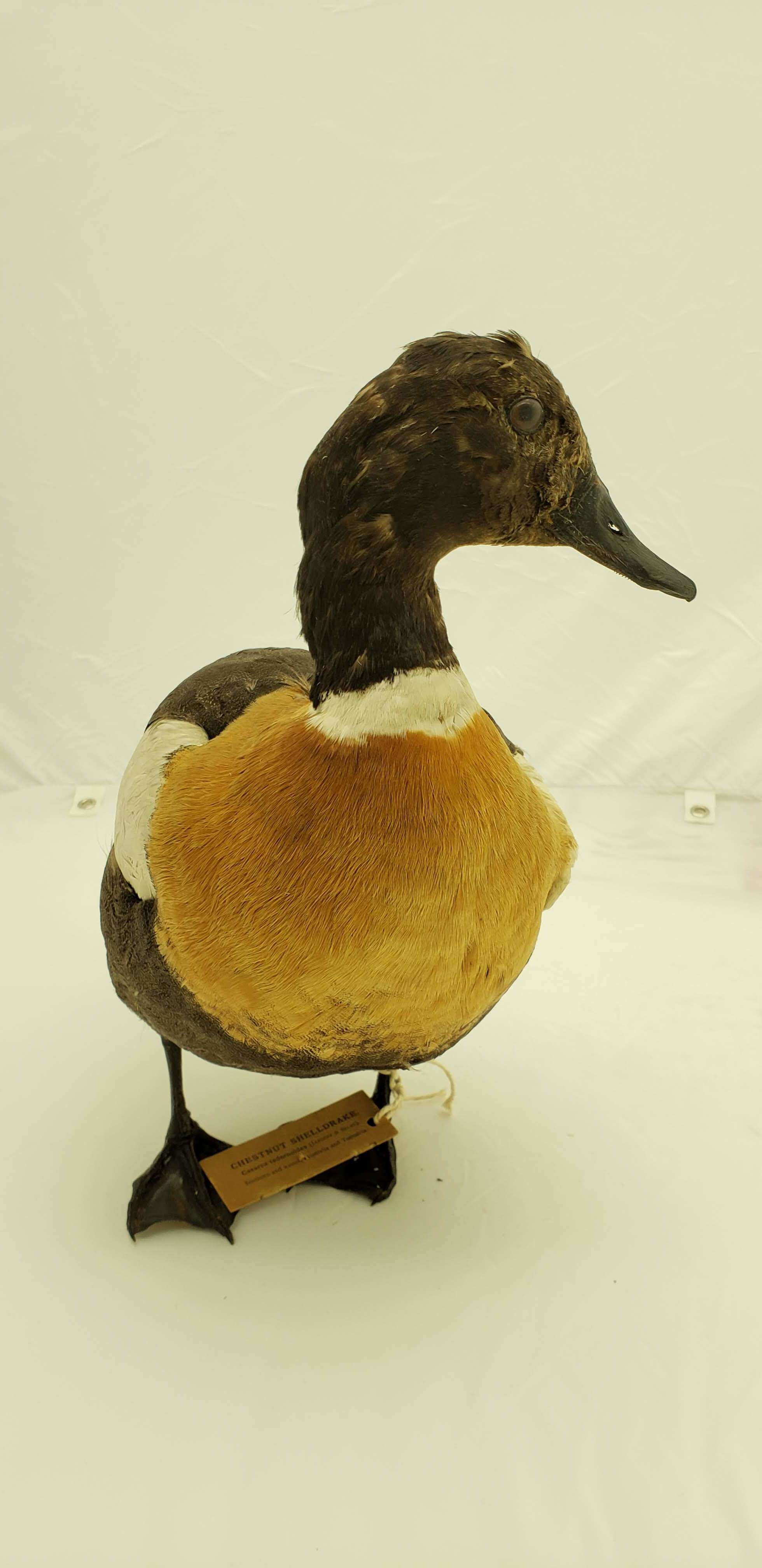 Image of Australian Shelduck