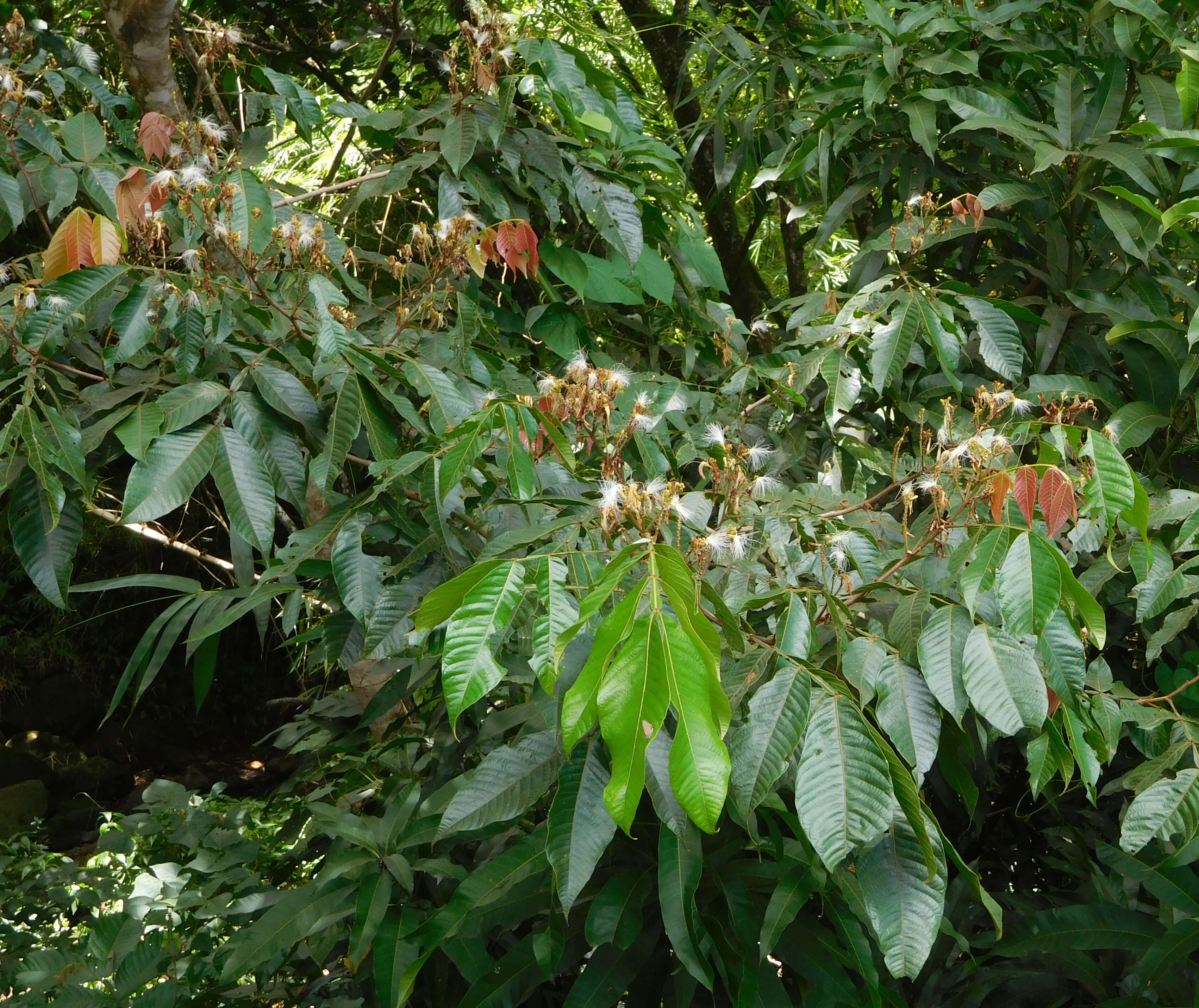 Image of icecreambean