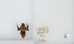 Image of Bombus atripes Smith 1852