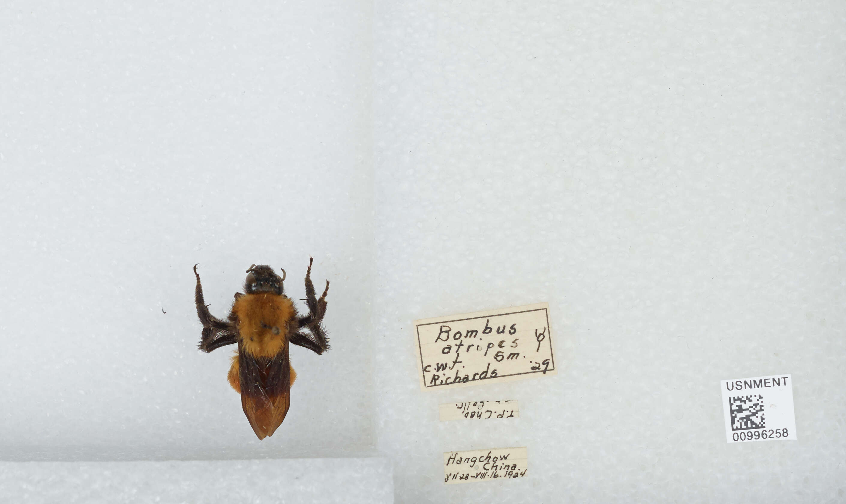 Image of Bombus atripes Smith 1852