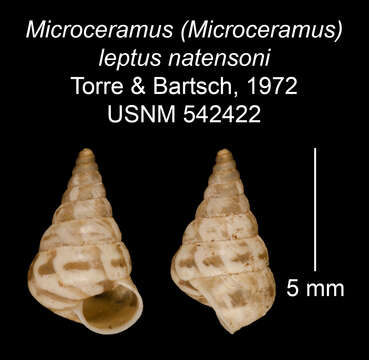 Imagem de Microceramus leptus natensoni C. Torre & Bartsch 2008