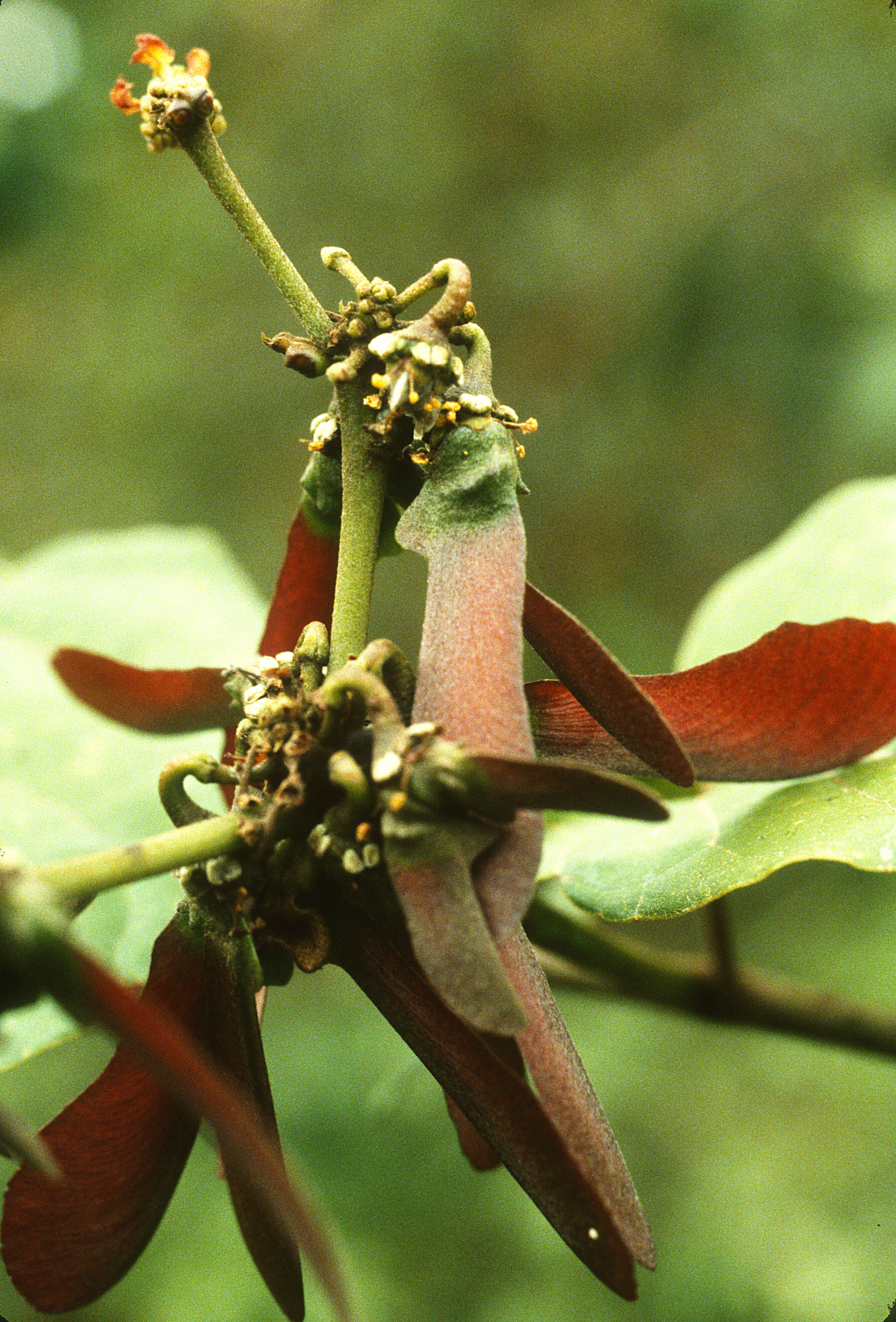 Image of leatherleaf