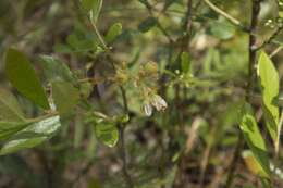 Image of woolly huckleberry