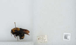 Image of Bombus steindachneri Handlirsch 1888