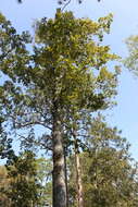 Image of mockernut hickory