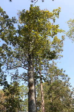 Image de Carya alba (L.) Nutt.