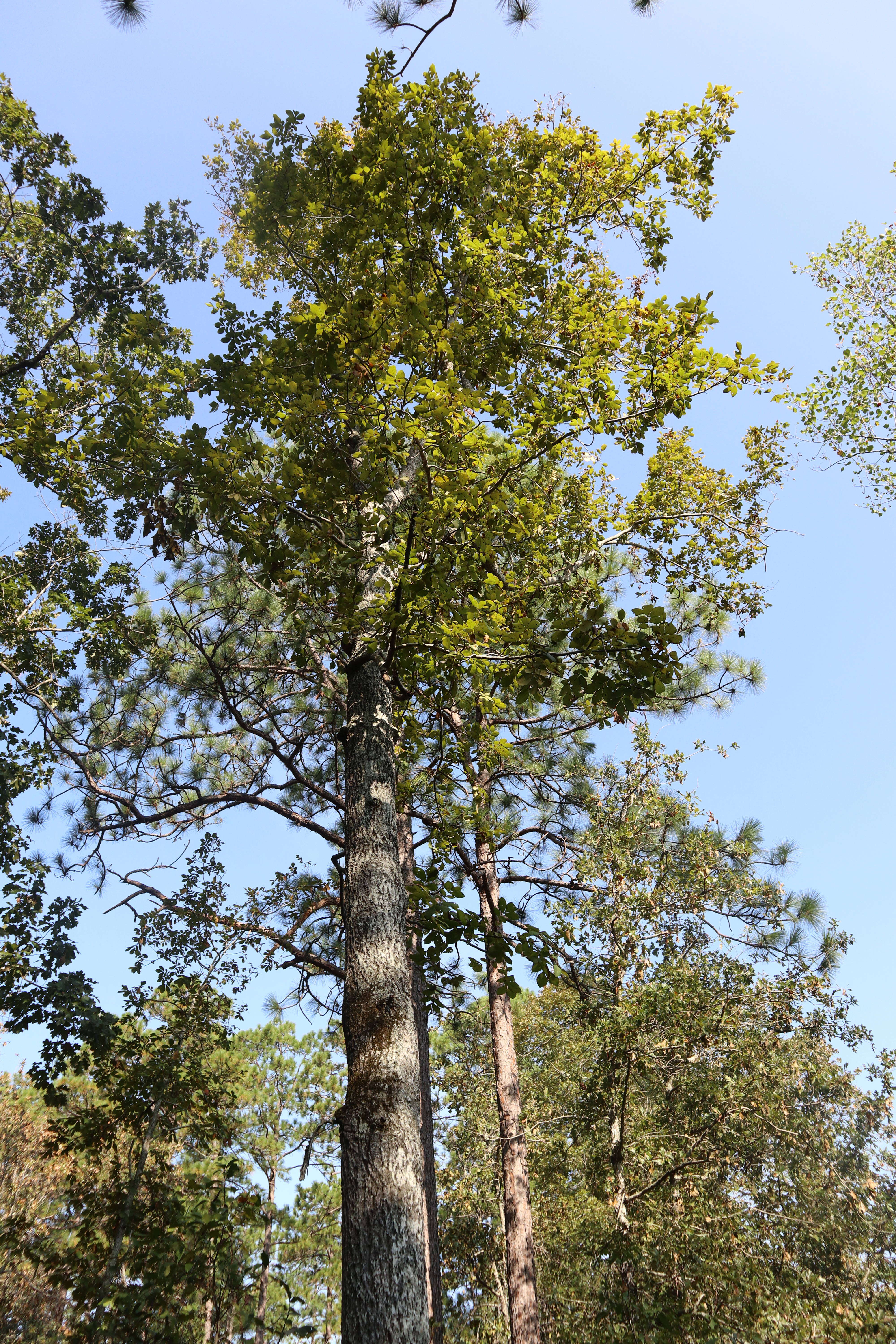 Carya alba (L.) Nutt.的圖片