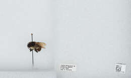 Bombus ephippiatus Say 1837 resmi