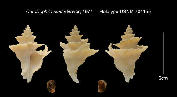 Image of Babelomurex sentix (Bayer 1971)