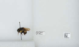 Bombus ephippiatus Say 1837 resmi