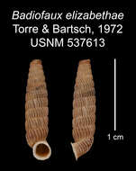 Image of Badiofaux elizabethae C. Torre & Bartsch 1972