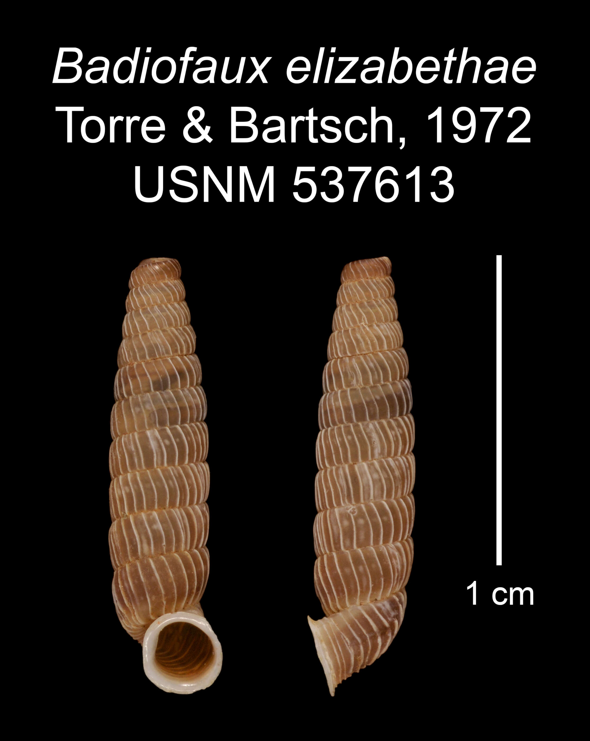 Image of Badiofaux elizabethae C. Torre & Bartsch 1972