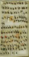 Image of <i>Ancistrocerus <i>catskill</i></i> catskill
