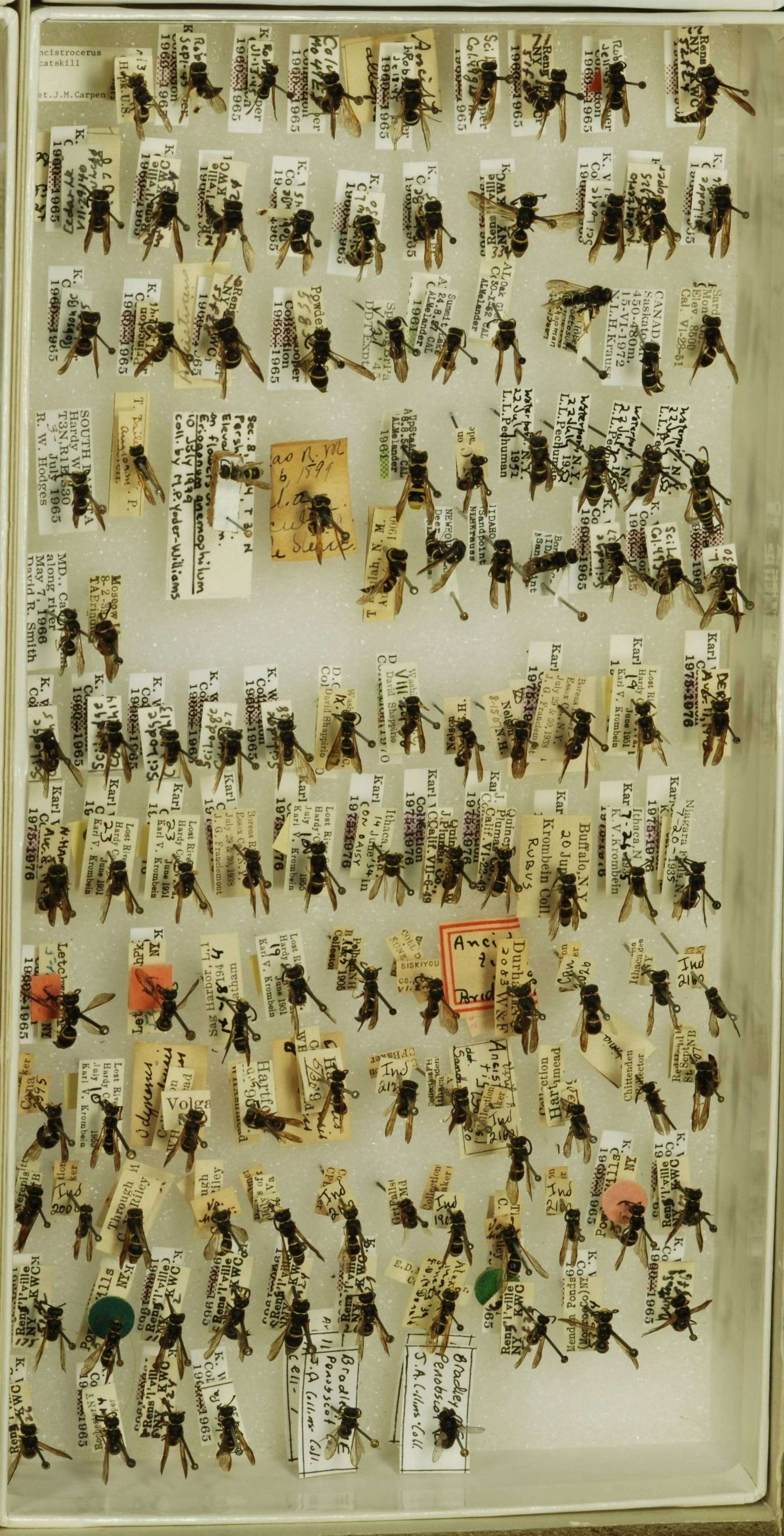 Image of <i>Ancistrocerus <i>catskill</i></i> catskill