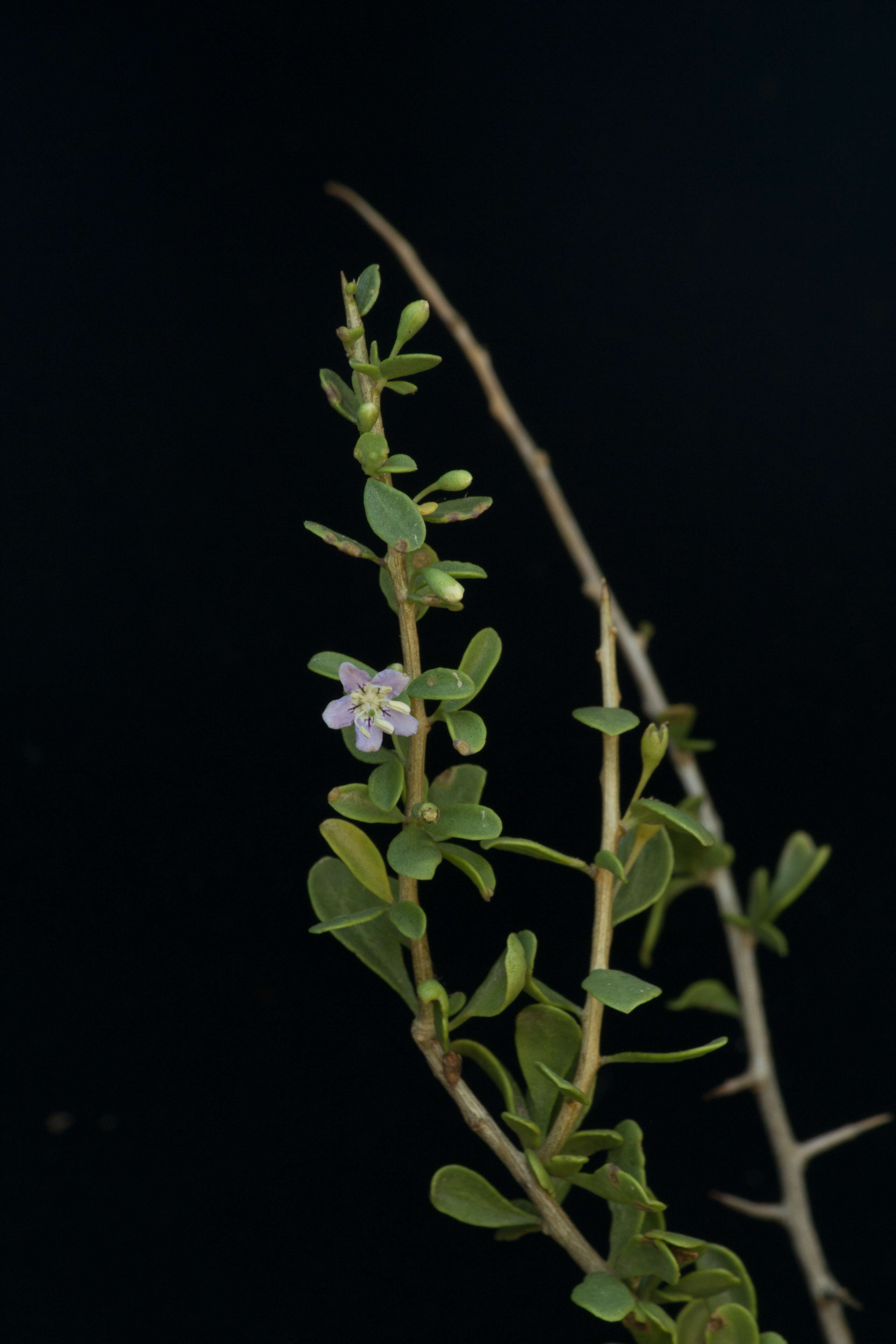 Lycium nodosum var. isthmense (F. Chiang) F. Chiang resmi