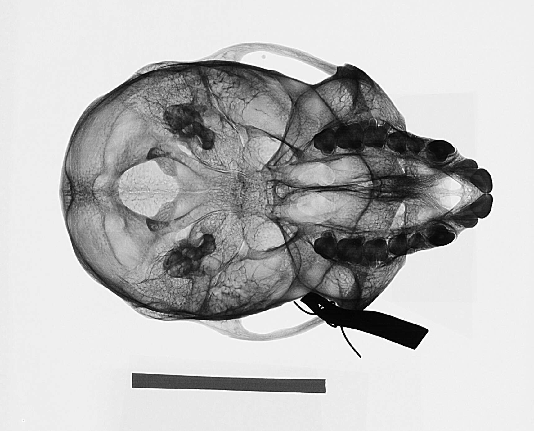 Sivun Cercopithecus mitis stuhlmanni Matschie 1893 kuva