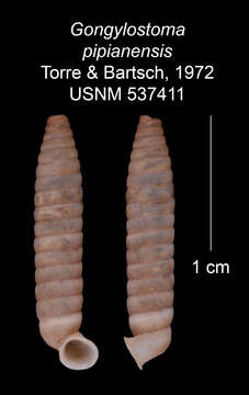 Imagem de Gongylostoma pipianensis C. Torre & Bartsch 1972