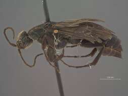 Image of Aporus funestus Evans 1966