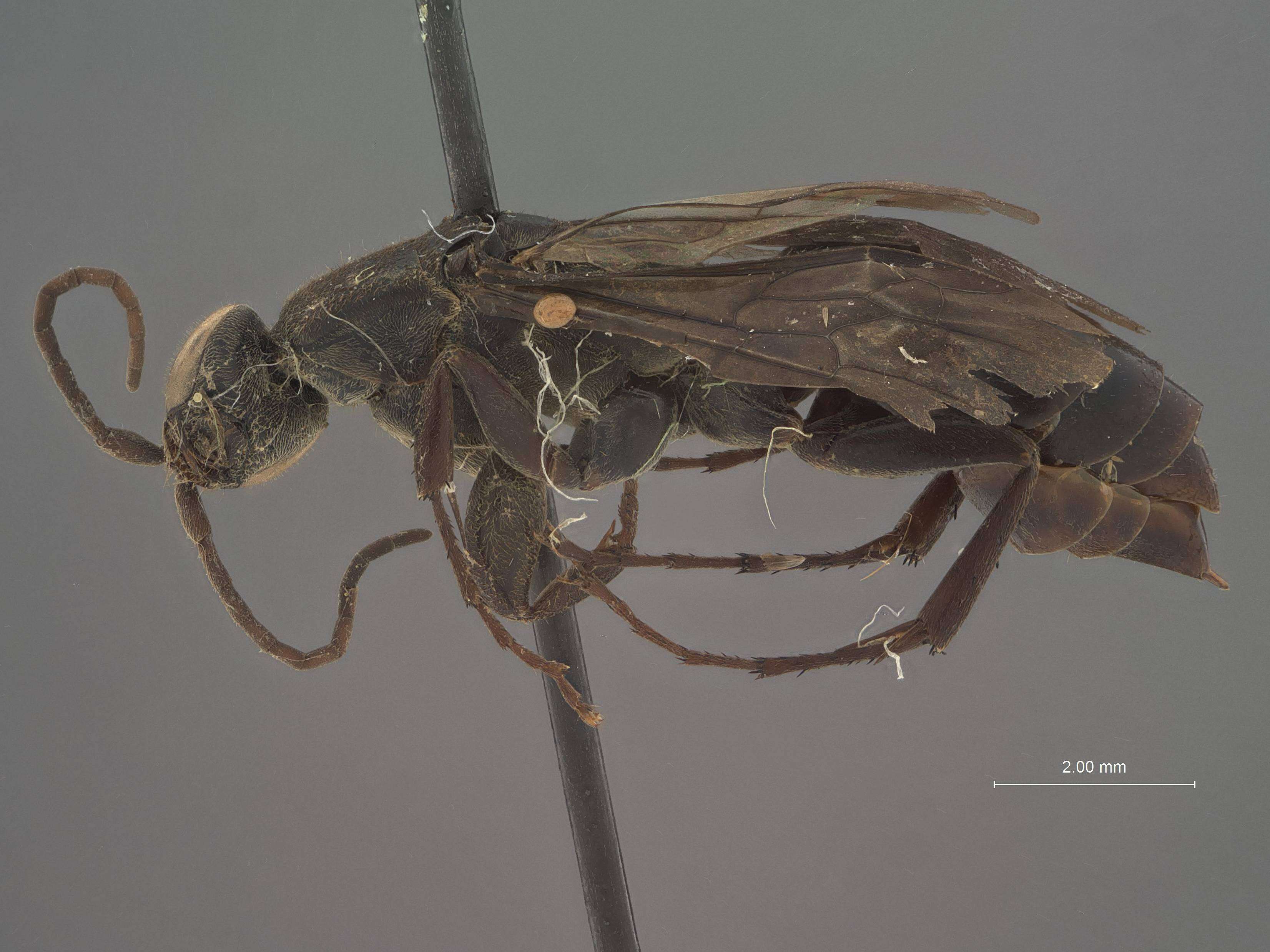 Image of Aporus funestus Evans 1966