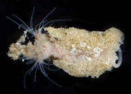 Image of Sand builder worm