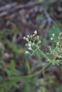 Image of white thoroughwort