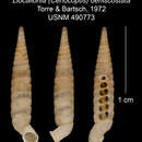 Imagem de Liocallonia densicostata C. Torre & Bartsch 1972