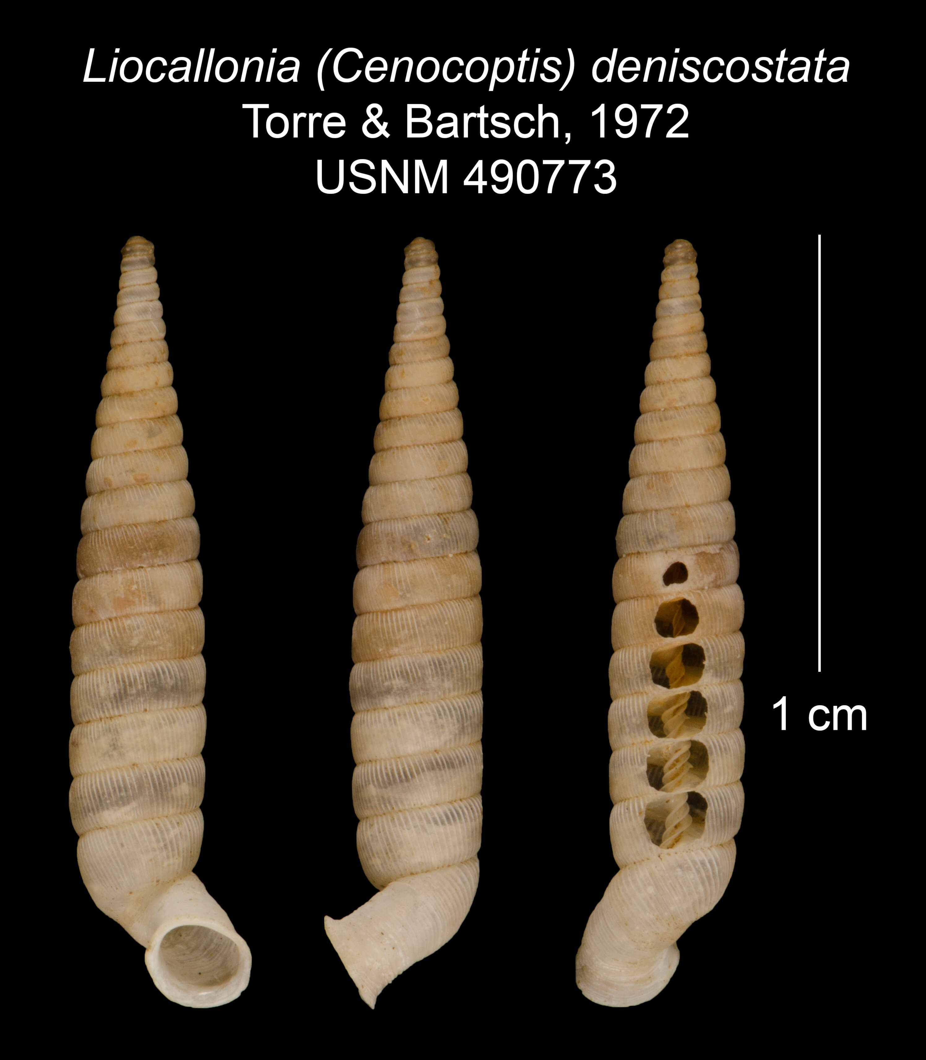 Plancia ëd Liocallonia densicostata C. Torre & Bartsch 1972