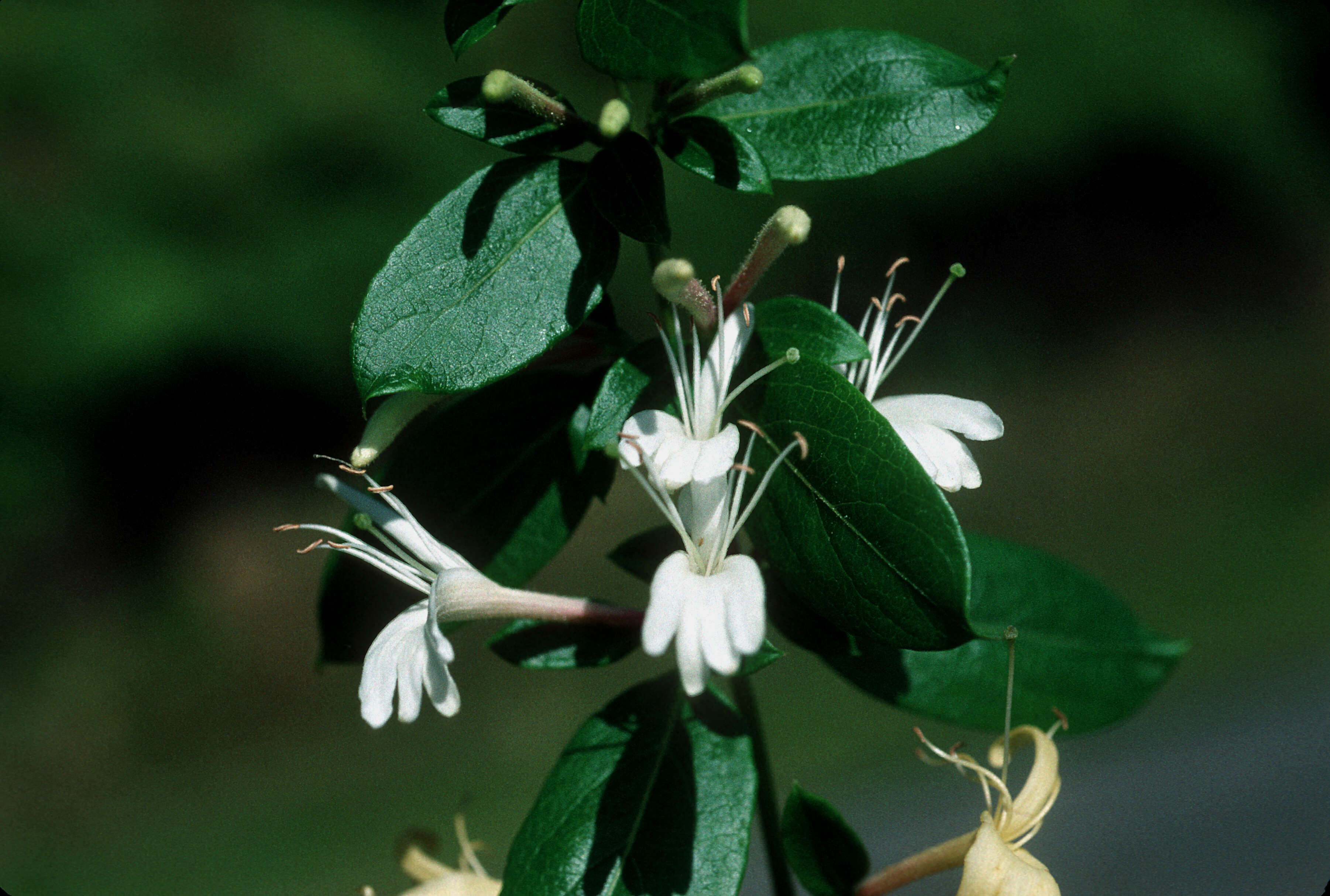 Image of Japanese honeysuckle