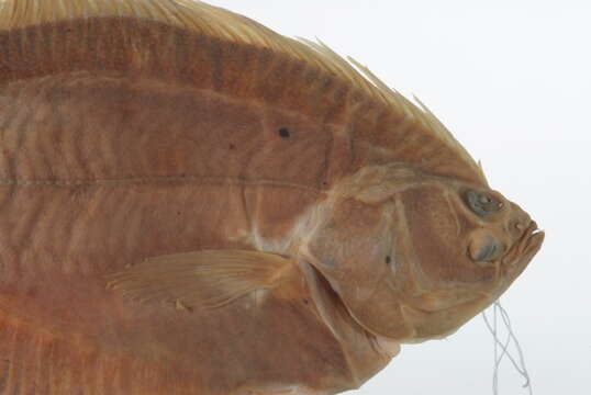 Image of American smooth flounder