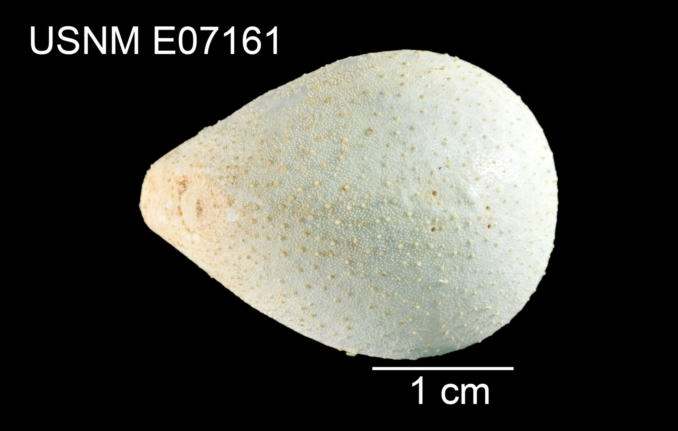 Image of Plexechinus spectabilis Mortensen 1948
