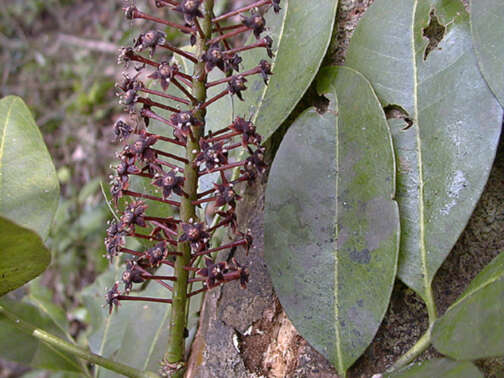 Image of Pilocarpus racemosus subsp. racemosus