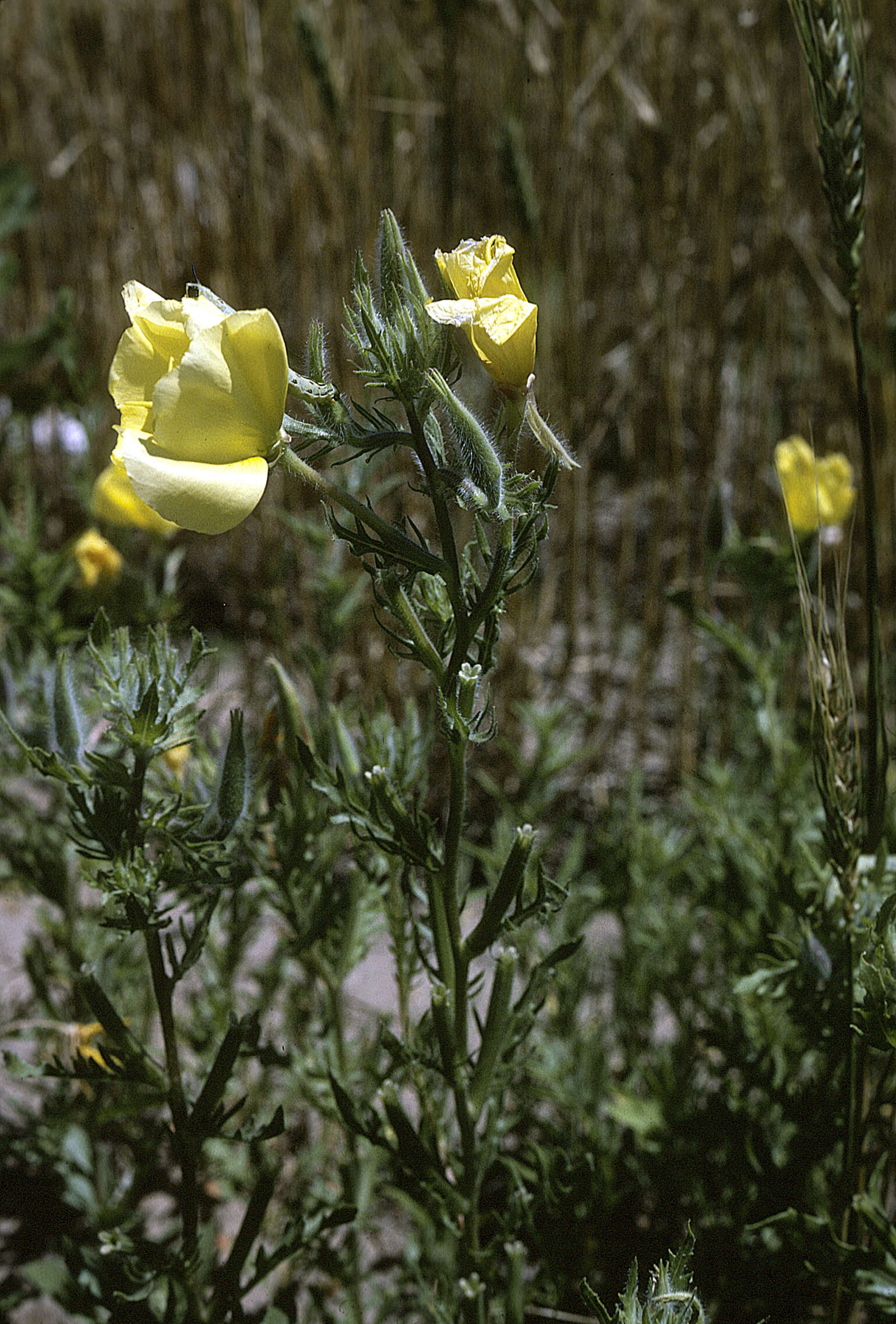 Imagem de Oenothera grandis (Britt.) Rydb.