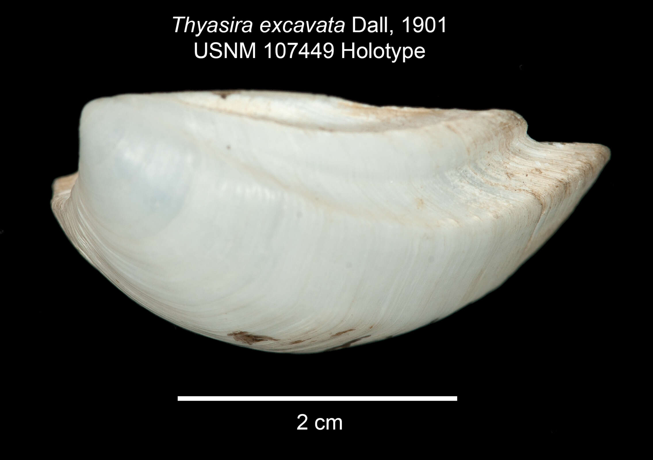 Imagem de Channelaxinus excavatus (Dall 1901)