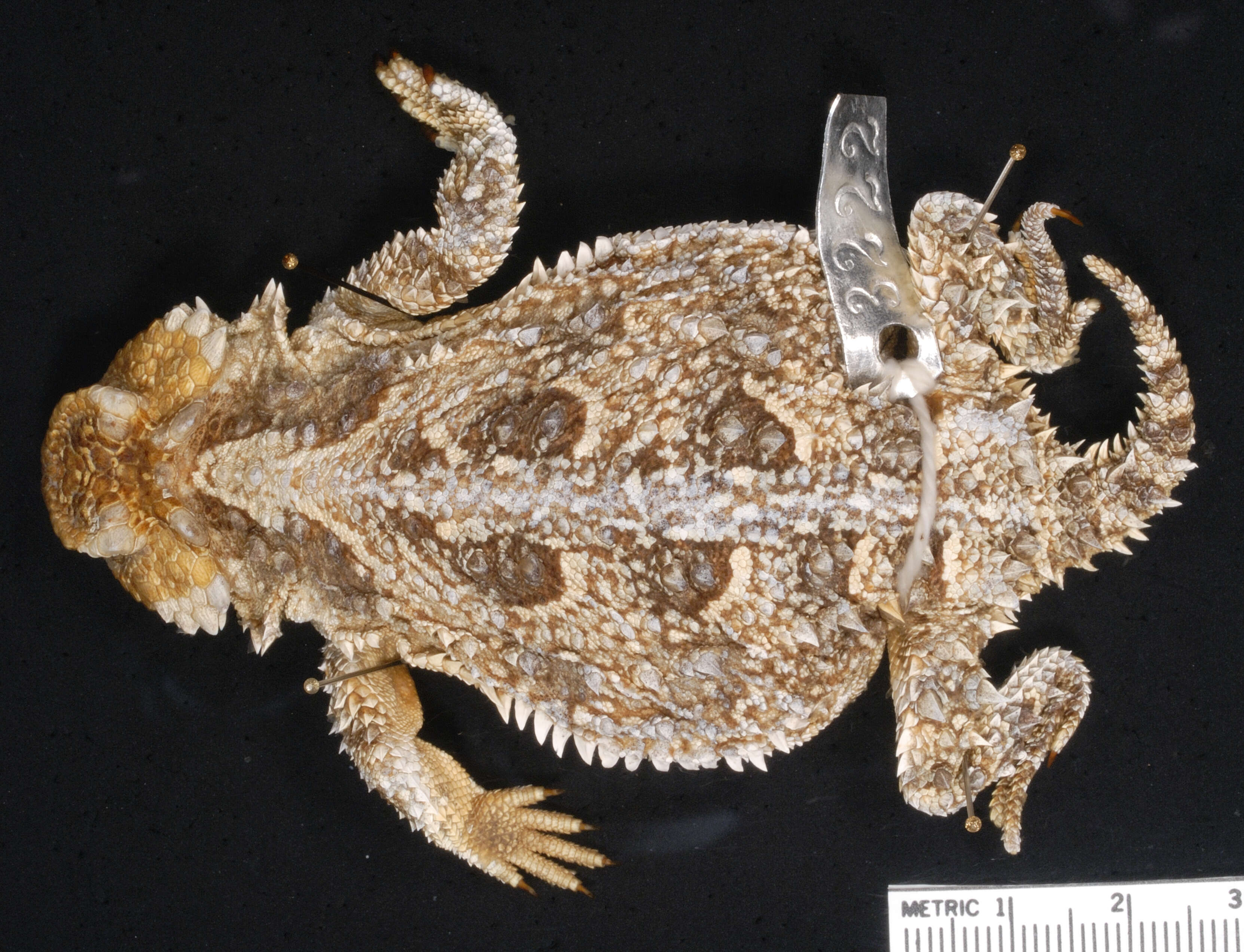 Image of Greater Short-horned Lizard