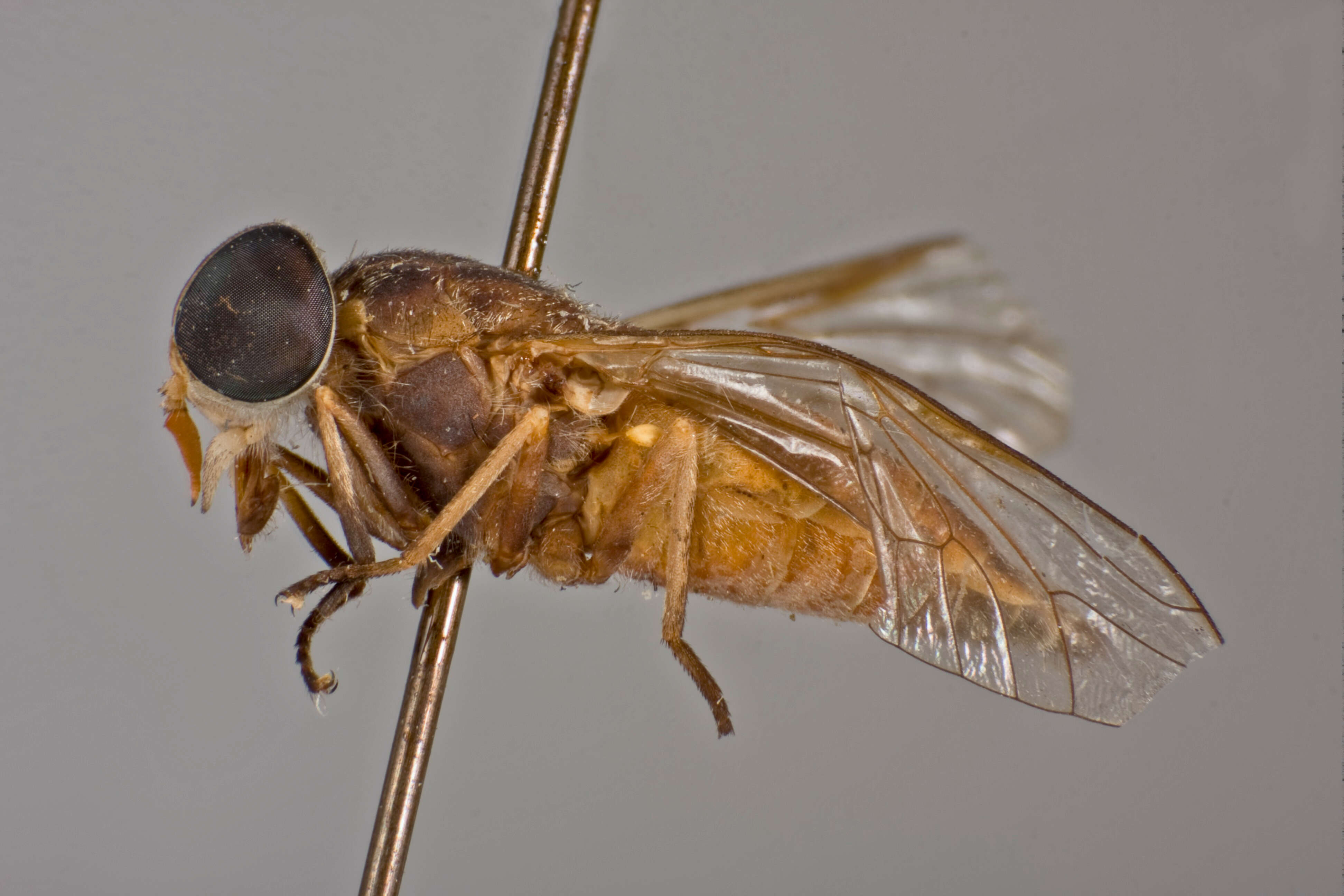 Image of Tabanus abauristriatus Philip 1960