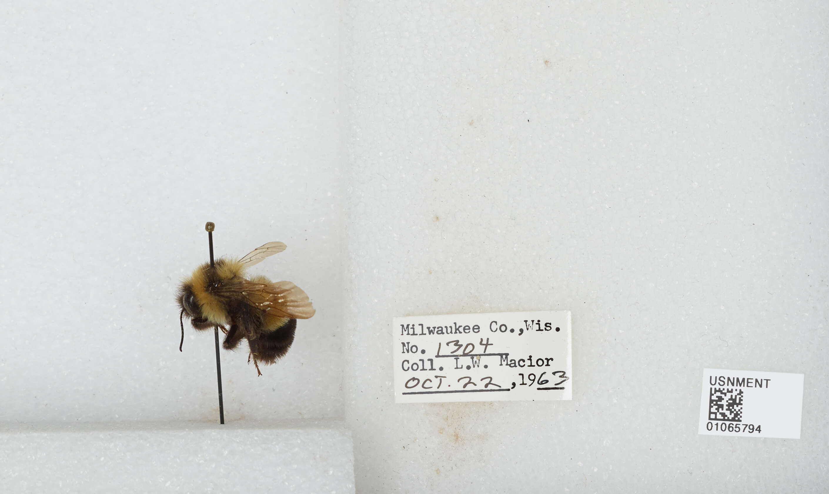 Слика од Bombus affinis Cresson 1864