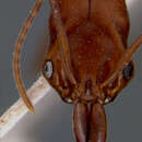 Image of <i>Odontomachus haematodes</i> var. <i>ruginodis</i> Wheeler