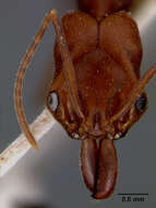 Image of <i>Odontomachus haematodes</i> var. <i>ruginodis</i> Wheeler