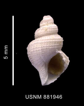 Image of Falsitromina fenestrata (Powell 1951)