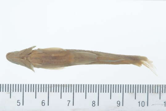 Sarcocheilichthys nigripinnis (Günther 1873)的圖片