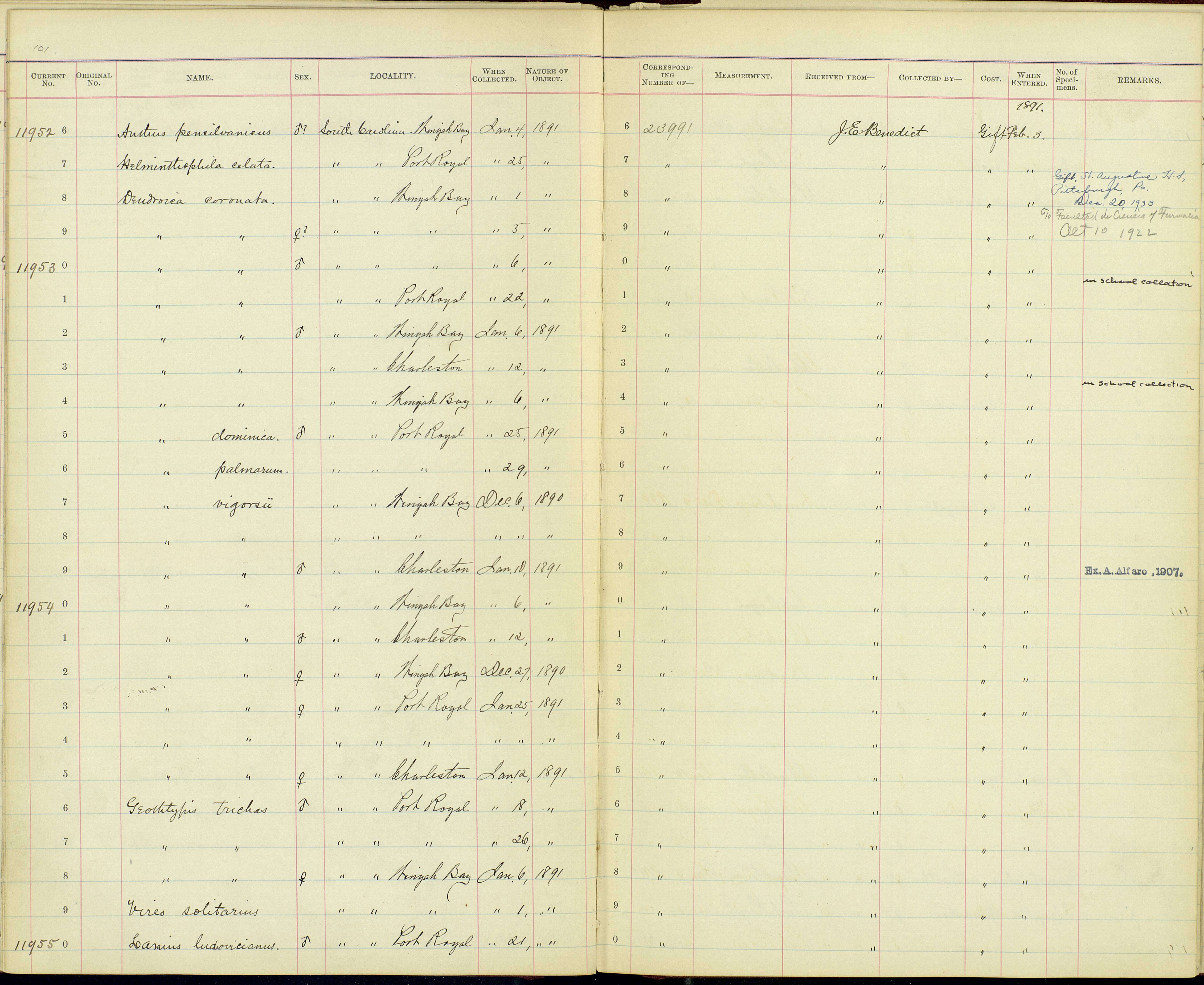 Geothlypis trichas typhicola Burleigh 1934 resmi