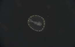 Image of segmented worms