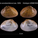 Image of <i>Unio woodwardianus</i> Lea