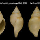 Xanthodaphne pompholyx (Dall 1889)的圖片