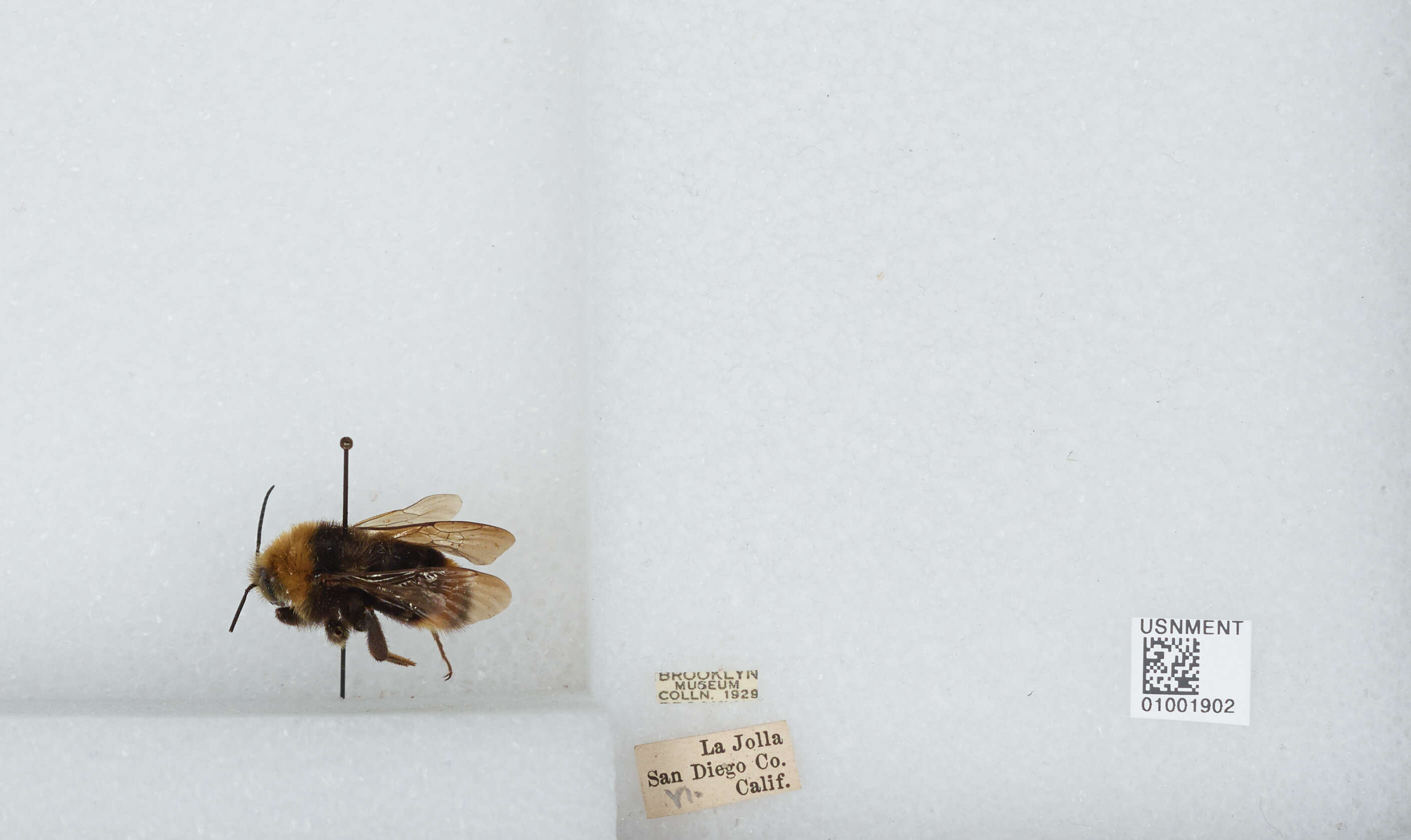 Imagem de Bombus californicus Smith 1854